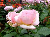 20050522-習志野市谷津3・習志野谷津公園・谷津バラ園・エンプレスミチコ-1144-DSC01783