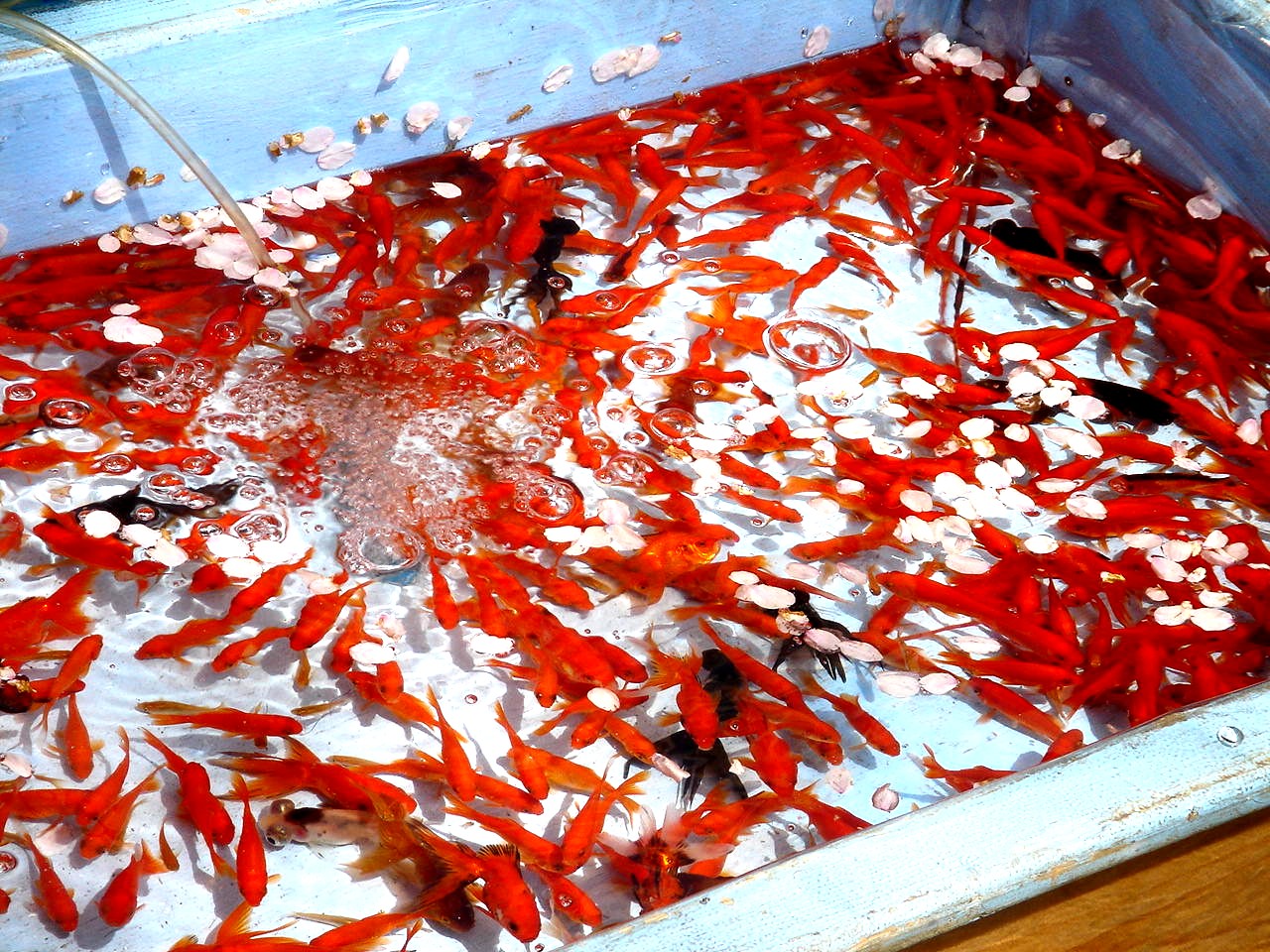 ビビット08part1 金魚すくい Livedoor Blog ブログ