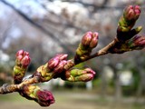 20100321_習志野谷津3_谷津公園_ソメイヨシノ_1455_DSC06769