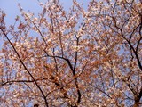 20100414_ららぽーとTOKYO-BAY_角地_桜_0804_DSC01492