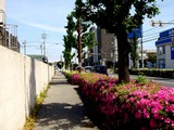 20100509_船橋市市場_船橋中央卸売市場_ツツジ_1008_DSC06684