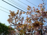 20100429_船橋市市日の出_西尾レントオール_0818_DSC03513