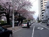 20100410_船橋市本町7_天沼弁天池公園_桜_1405_DSC05419