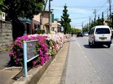 20100509_船橋市市場_船橋中央卸売市場_ツツジ_1006_DSC06664