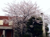 20100410_市川市二俣_東京経営短期大学_桜_0932_DSC00481