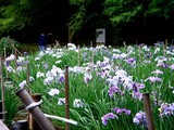 20100620_習志野市_香澄公園_菖蒲田_1139_DSC04583