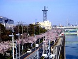 20100408_浦安市美浜2_鏡川_JR京葉線_桜_0835_DSC00167T