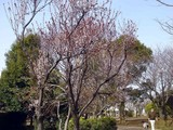 20100321_習志野谷津3_谷津公園_サクラ_1452_DSC06750