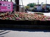 20100513_ららぽーとTOKYO-BAY_花壇_初夏_DSC07613