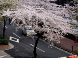 20100406_東京都_サクラ_桜_桜吹雪_0920_DSC00030T