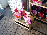 20100430_母の日_プレゼント_プードル_花_1312_DSC04594