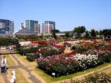 20100603_八千代市_京成バラ園_ローズガーデン_1413_DSC02006