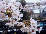 20100404_船橋市宮本9_桜_サクラ並木_1416_DSC00569