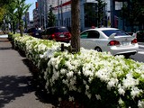 20100509_船橋市市場_船橋中央卸売市場_ツツジ_1007_DSC06671