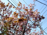 20100429_船橋市市日の出_西尾レントオール_0818_DSC03511