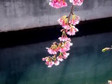 20100220_季節_早春_桜_船橋市本町_海老川_0941_DSC00908