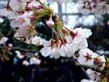 20100404_船橋市宮本9_桜_サクラ並木_1416_DSC00567