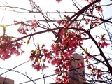 20100220_季節_早春_桜_船橋市本町_海老川_0942_DSC00911