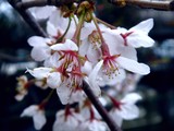 20100404_船橋市宮本9_桜_サクラ並木_1416_DSC00568