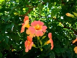 20100717_船橋市湊町_ノウゼンカズラ_凌霄花_1003_DSC08718
