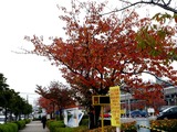 20101114_船橋市浜町2_サクラ_桜_紅葉_1229_DSC01766