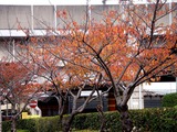 20101114_船橋市浜町2_サクラ_桜_紅葉_1231_DSC01783