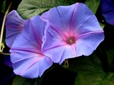20100703_船橋市湊町_アサガオ_朝顔_1033_DSC06305