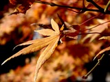 20101204_船橋市本町_天沼弁天池公園_カエデ_0946_DSC05083