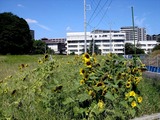 20100918_習志野市谷津_第一中学校_ヒマワリ_1213_DSC00227