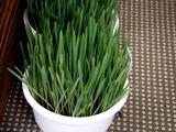 20100809_船橋市_犬猫たのし草_猫草_ペットグラス_1054_DSC03837