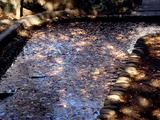 20101204_船橋市本町_天沼弁天池公園_天沼開運弁財天_0942_DSC05052