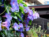 20100703_船橋市湊町_アサガオ_朝顔_1033_DSC06297