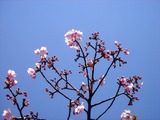 20110313_幕張新都心_幕張総合高校_サクラ_桜_1242_DSC09933