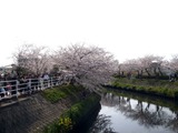 20110410_船橋市_海老川_サクラ_桜_1455_DSC07542