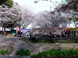 20110416_船橋市_海老川_サクラ_桜_1455_DSC07955
