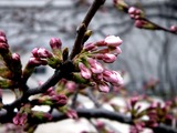 20110402_市川市東浜1_高周波精密_サクラ_桜_1046_DSC00196