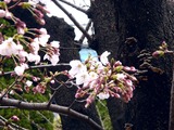 20110402_市川市二俣新町_二俣新町駅前_サクラ_1113_DSC00303