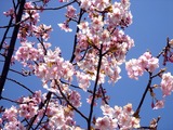 20110313_幕張新都心_幕張総合高校_サクラ_桜_1242_DSC09932