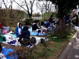 20110410_船橋市_海老川_サクラ_桜_1450_DSC07505