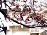 20110403_習志野市袖ヶ浦_袖ヶ浦西小学校_桜_1117_DSC06691