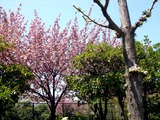 20110424_船橋市海神町2_サクラ_八重桜_関山_カンザン_1139_DSC08485