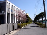 20110313_幕張新都心_幕張総合高校_サクラ_桜_1242_DSC09921