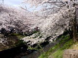 20110410_船橋市_海老川_サクラ_桜_1450_DSC07511