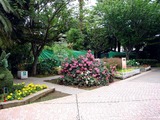 20110618_習志野市谷津3_谷津バラ園_ローズ_0922_DSC04964