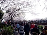 20110410_船橋市_海老川_サクラ_桜_1450_DSC07507