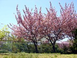 20110424_船橋市海神町2_サクラ_八重桜_関山_カンザン_1139_DSC08483