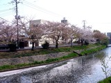 20110416_船橋市_海老川_サクラ_桜_1446_DSC07930