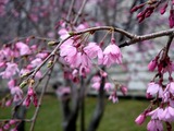 20110403_習志野市袖ケ浦5_袖ケ浦運動公園_サクラ_1130_DSC06794