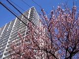 20110213_船橋市浜町3_青少年会館_サクラ_桜_0959_DSC06003