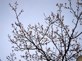 20110102_船橋市若松1_船橋競馬場_桜_1635_DSC00304